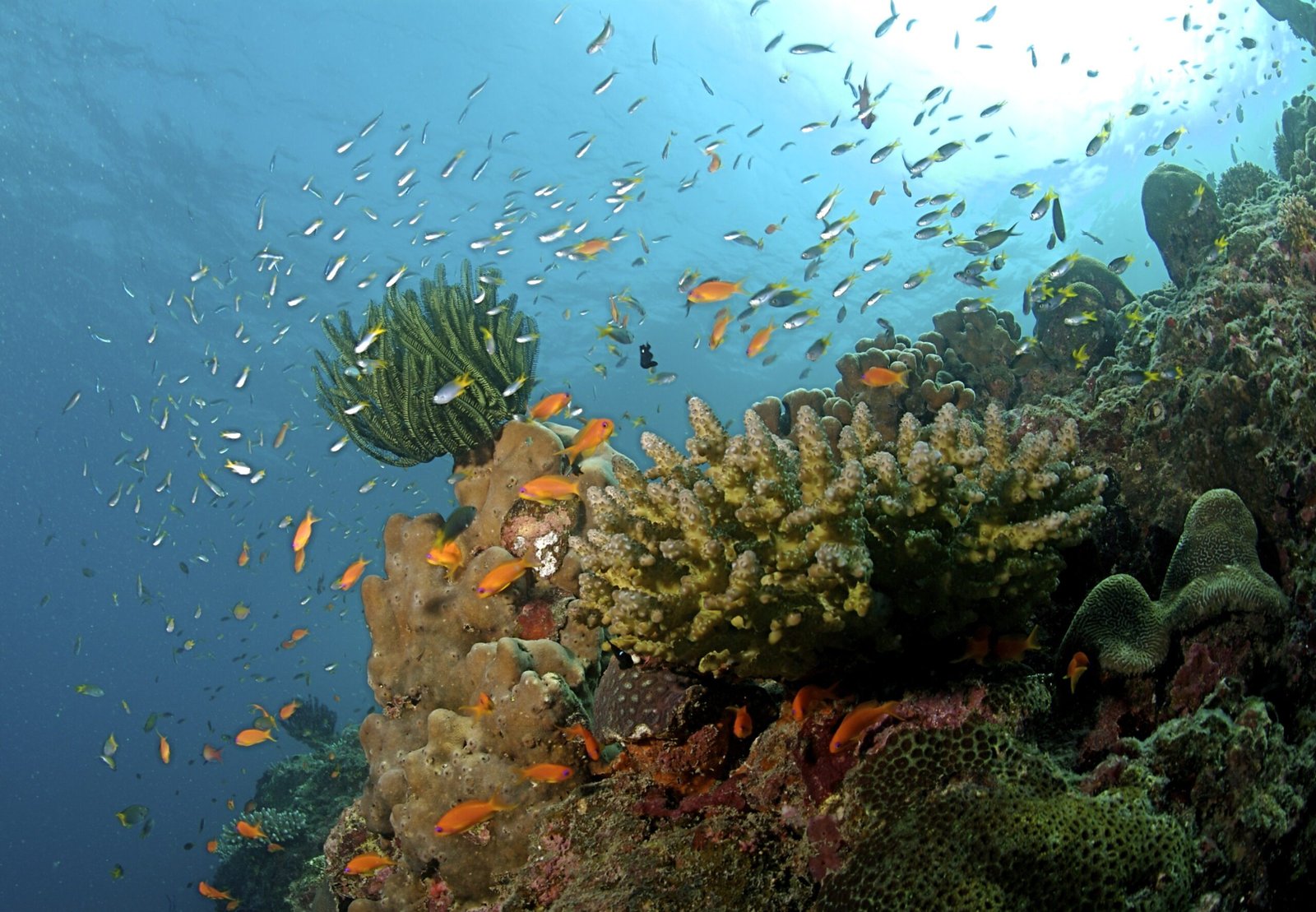 The Coral Reef at the Andaman Islands scaled