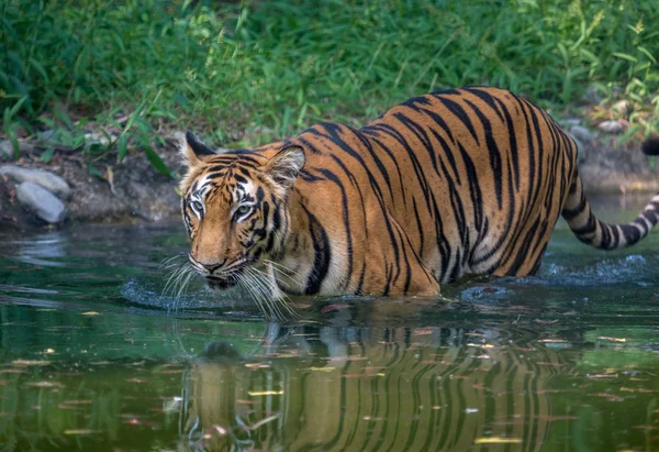 depositphotos 128160900 stock photo bengal tiger walks through a