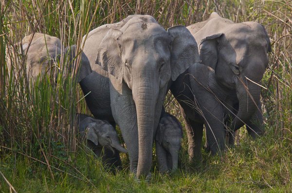 indian elephant1